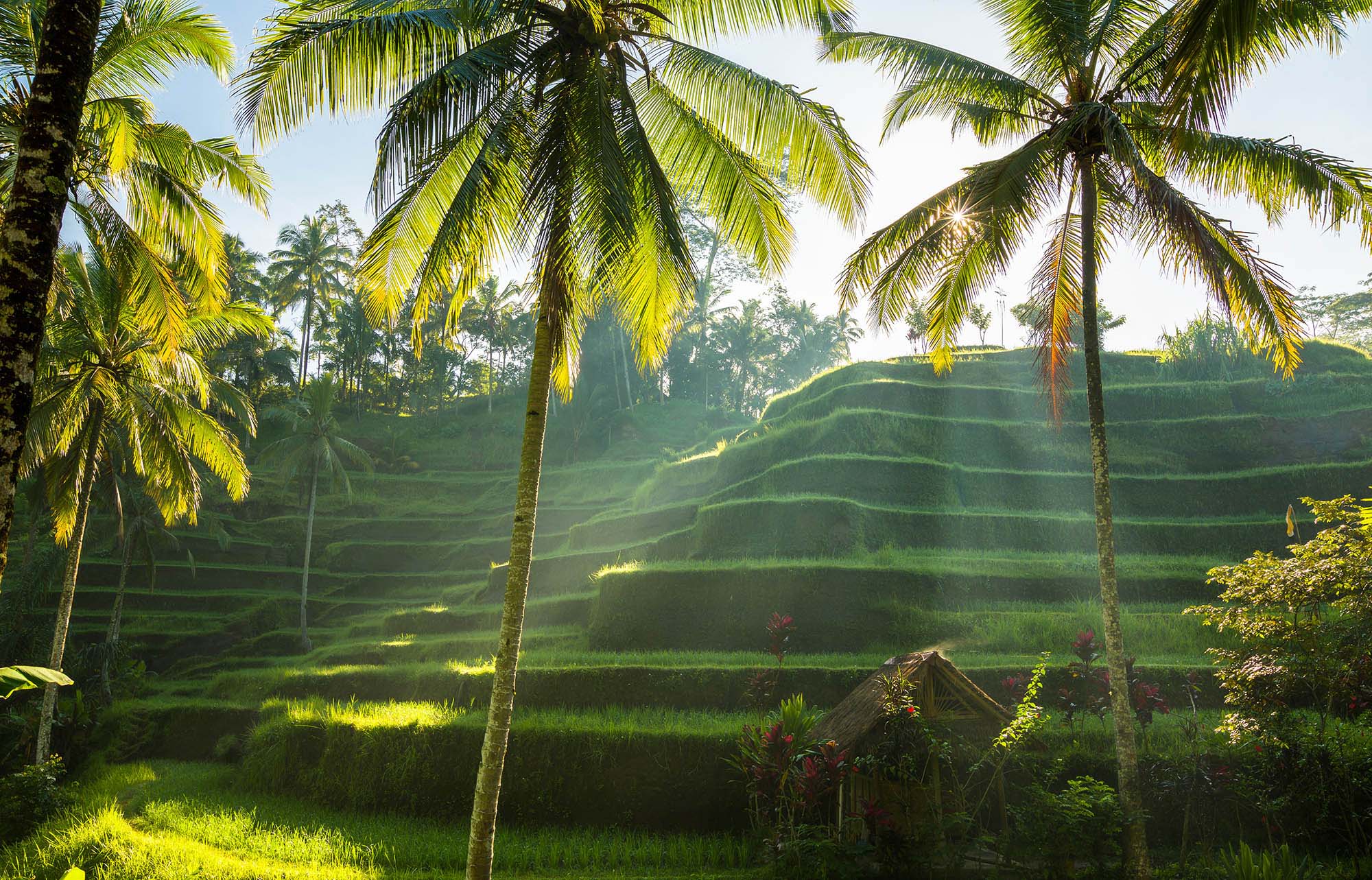 The Tegallalang Rice Terrace in Bali, Indonesia